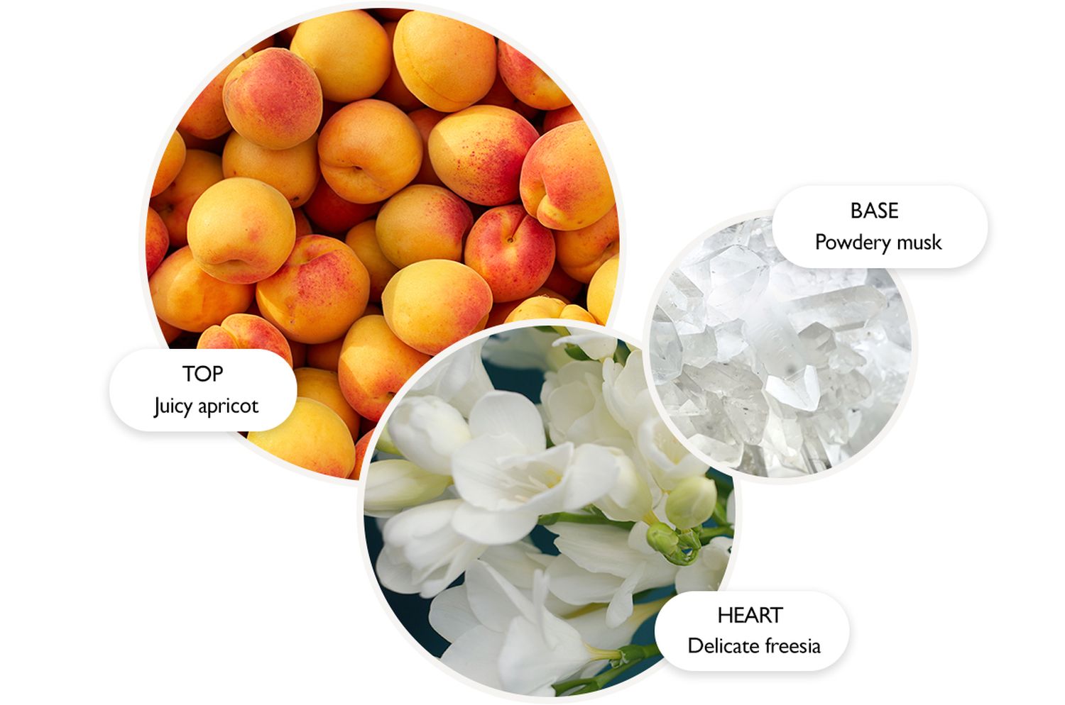 Graceful Apricot & Freesia Körperlotion