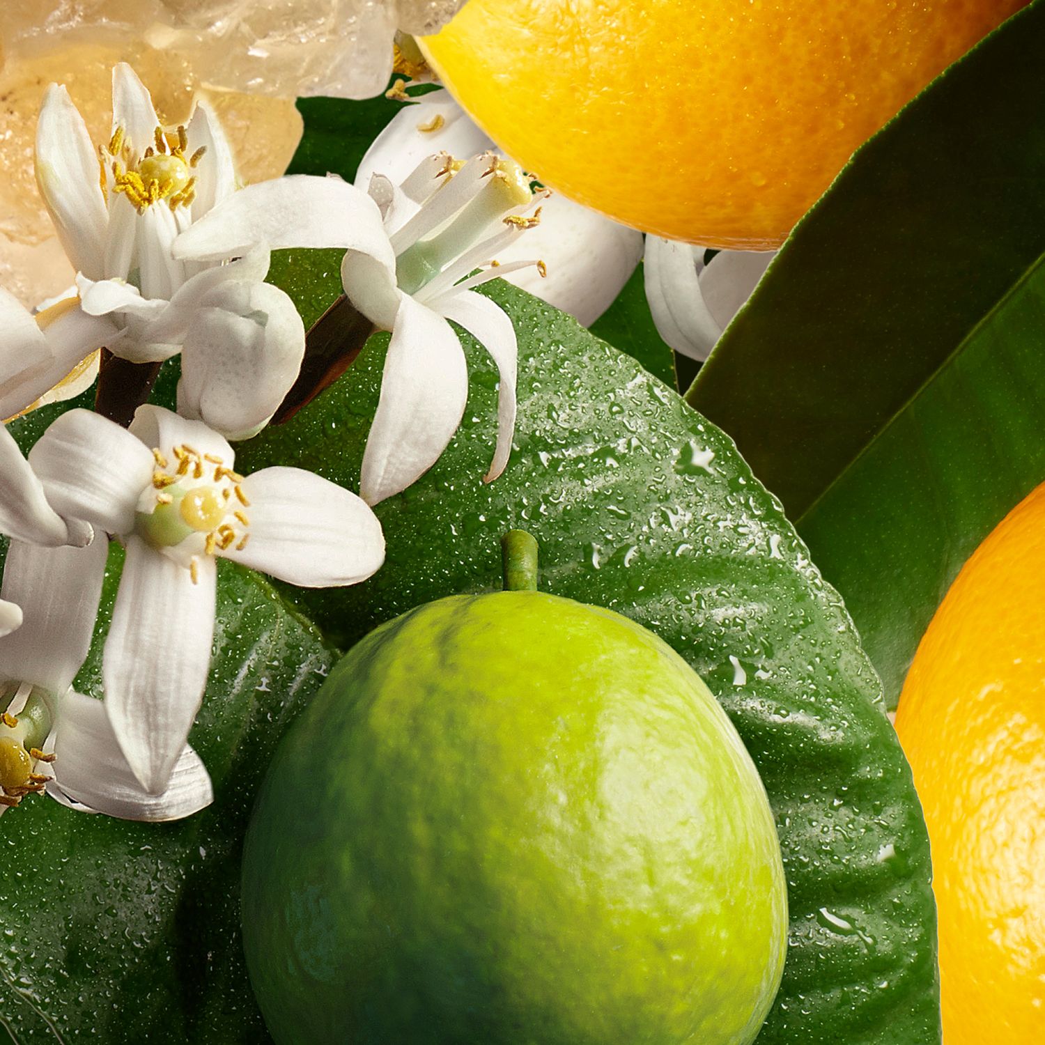Orange & Bergamot Handcreme