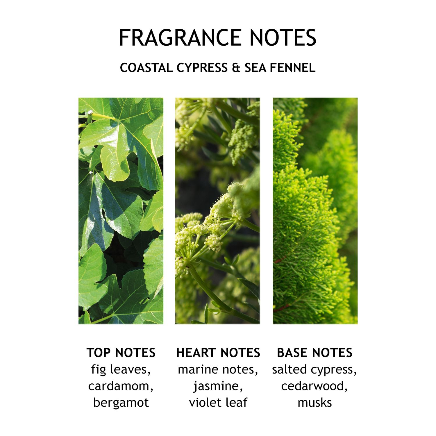 Coastal Cypress & Sea Fennel Bath Salts